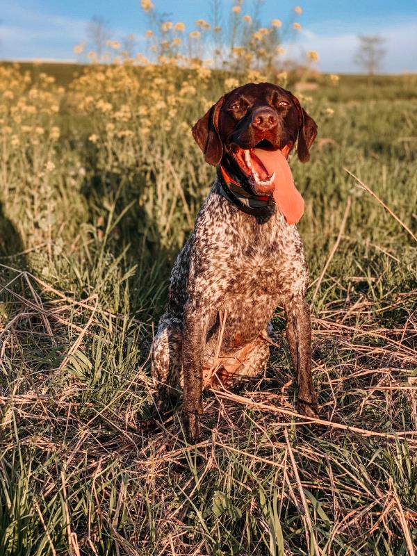 /images/uploads/southeast german shorthaired pointer rescue/segspcalendarcontest2019/entries/11731thumb.jpg